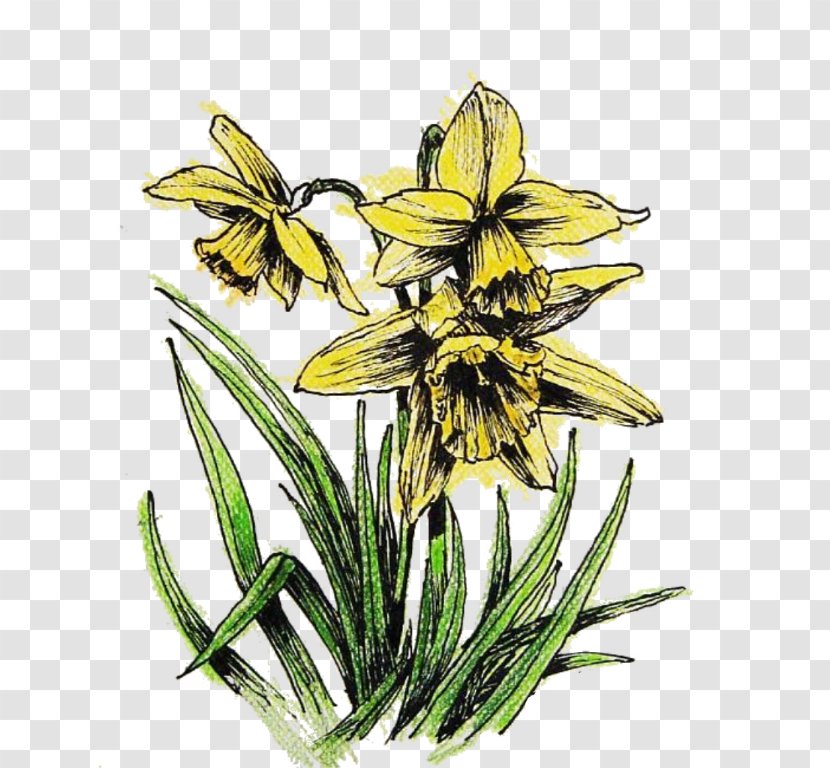 Insect Ephemera Digital Image - Flowering Plant - Daffodil Transparent PNG