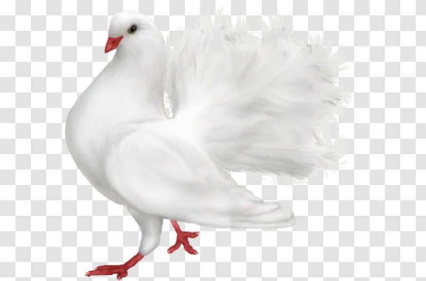Pigeons And Doves Fantail Pigeon Homing Bird - Post Transparent PNG