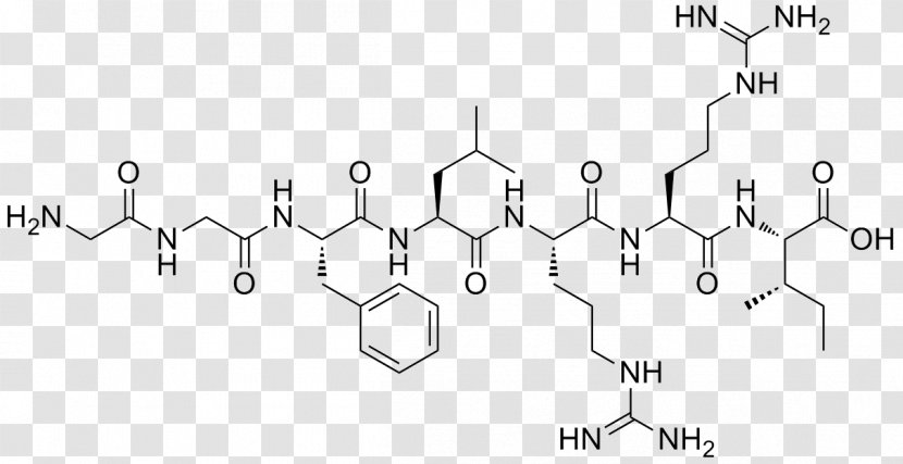 Nonribosomal Peptide Endorphins Opioid Receptor - Parallel - Amino Acid Transparent PNG