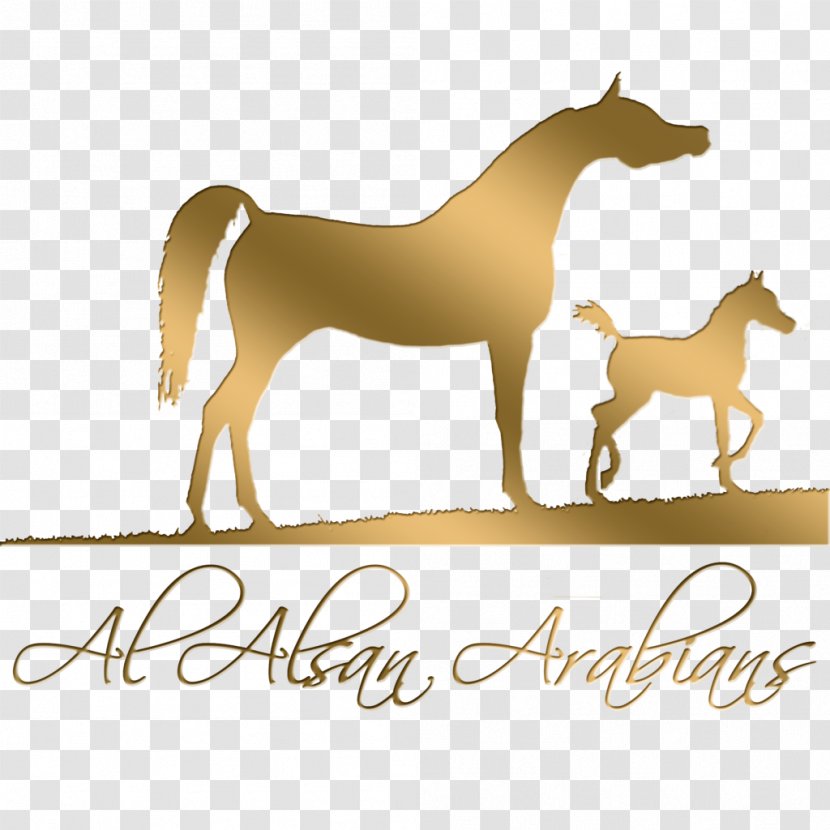 Mustang Foal Stallion Mare Pony - Mammal - Arabian Transparent PNG