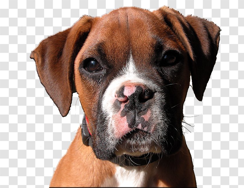 Valley Bulldog Boxer Dog Breed Dogo Argentino - Puppy Transparent PNG
