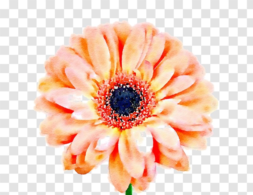 Transvaal Daisy Download - Flowering Plant - Peach Transparent PNG