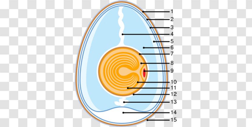 Chicken Reptile Eggshell Anatomy - Vitelline Membrane - Har Mahadev Transparent PNG