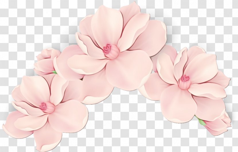 Cherry Blossom - Pink - Magnolia Transparent PNG