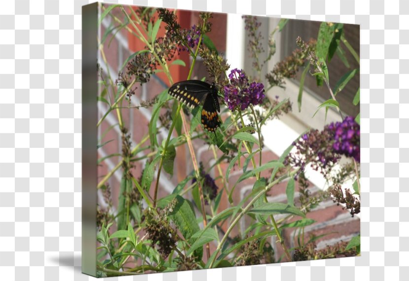 Flora Fauna Herb Flower - Plant - Buddleja Transparent PNG