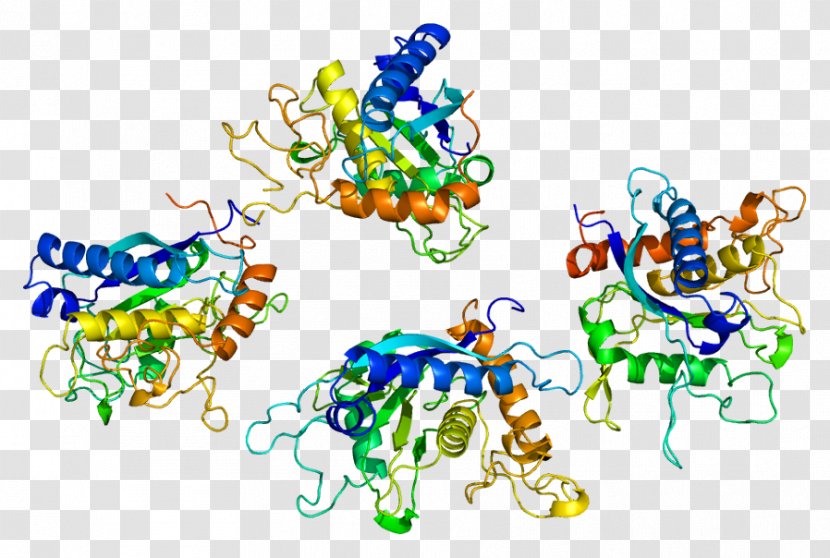 ADAM17 Ectodomain Tumor Necrosis Factor Alpha Enzyme - Art Transparent PNG