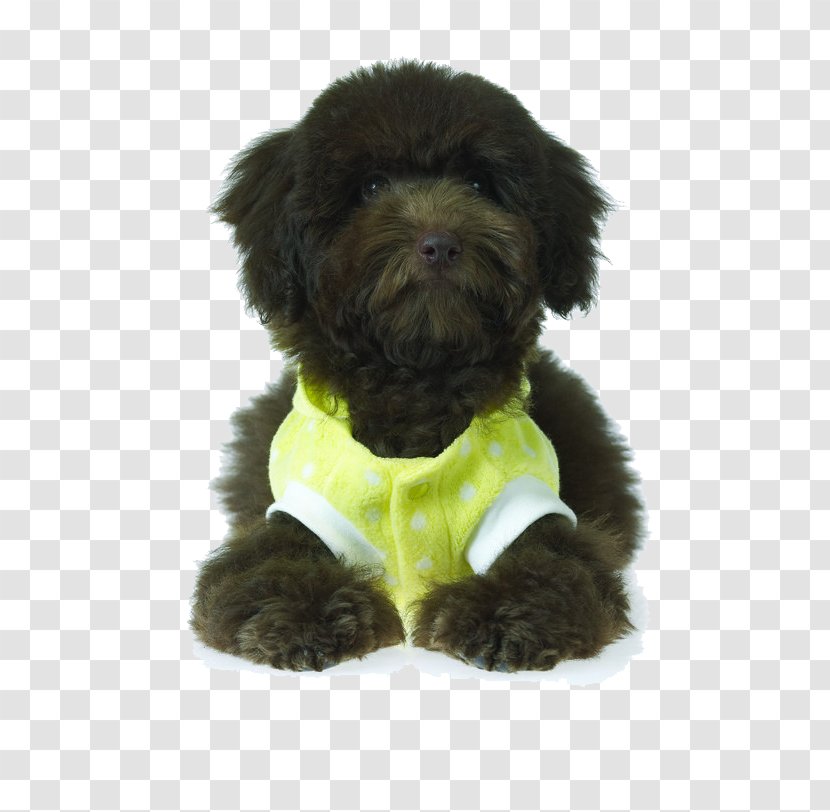 Affenpinscher Schnoodle Miniature Schnauzer Puppy Dog Breed - Silhouette - Teddy Black Straight Hair Transparent PNG