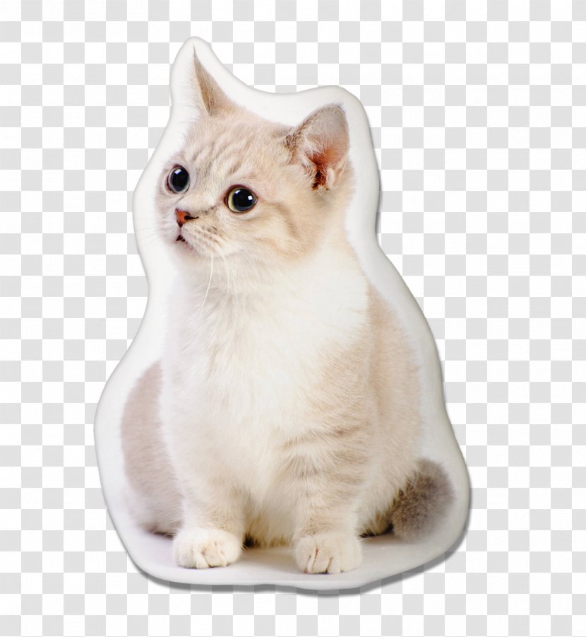 Kitten Cartoon - American Curl - Napoleon Cat Fawn Transparent PNG