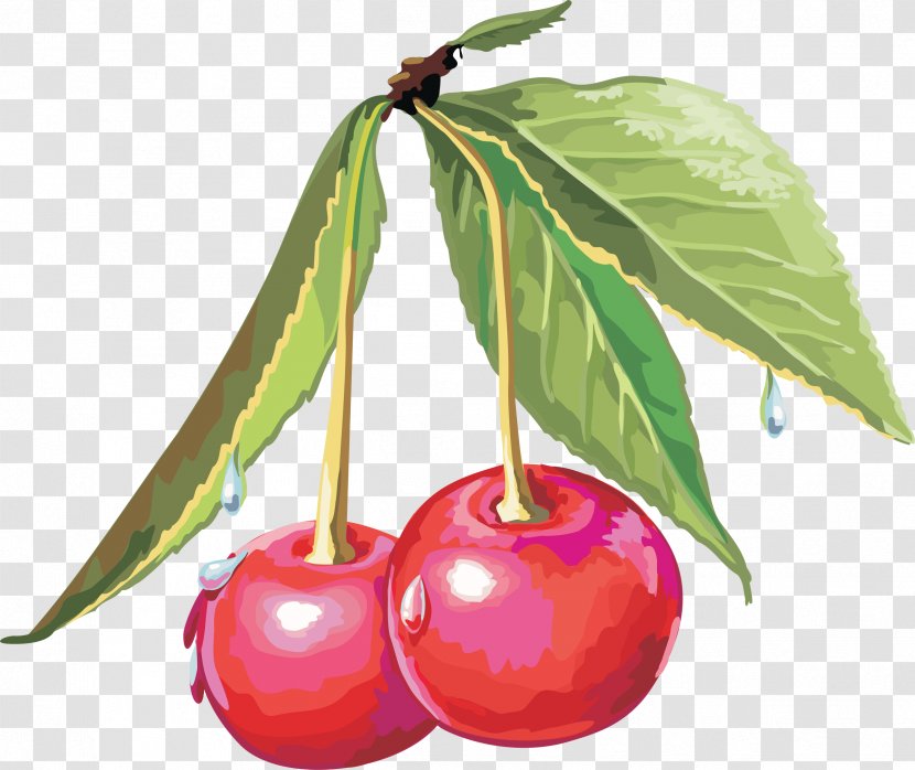 Cerasus Drawing Sweet Cherry Clip Art - Plant Transparent PNG