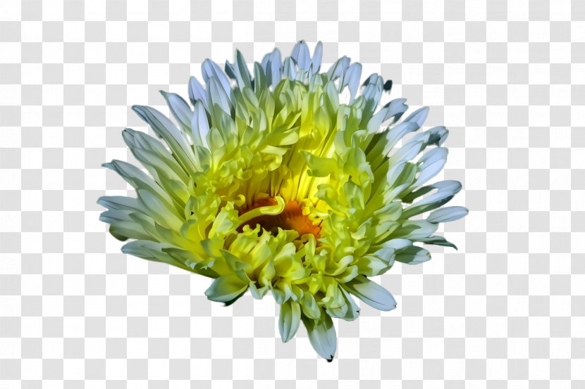 Flower China Aster Plant Flowering Yellow - Daisy Family Cut Flowers Transparent PNG
