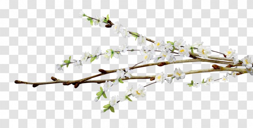 Flower Tree Willow Clip Art - Skunk Transparent PNG