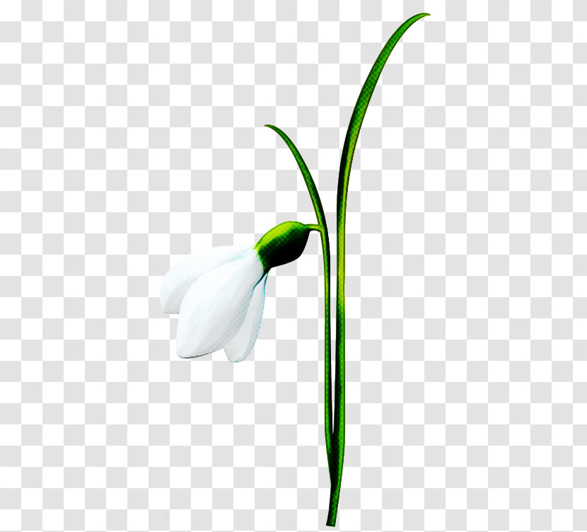 Snowdrop Flower Galanthus Plant Amaryllis Family Transparent PNG