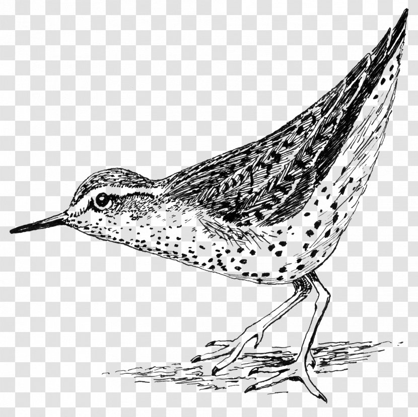 Snipe Spotted Sandpiper Drawing Purple Line Art - Black And White Transparent PNG