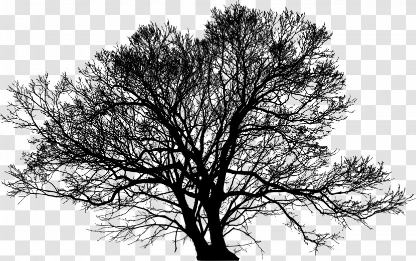 Tree Silhouette Arborist Branch - Monochrome Photography - Winter Trees Transparent PNG