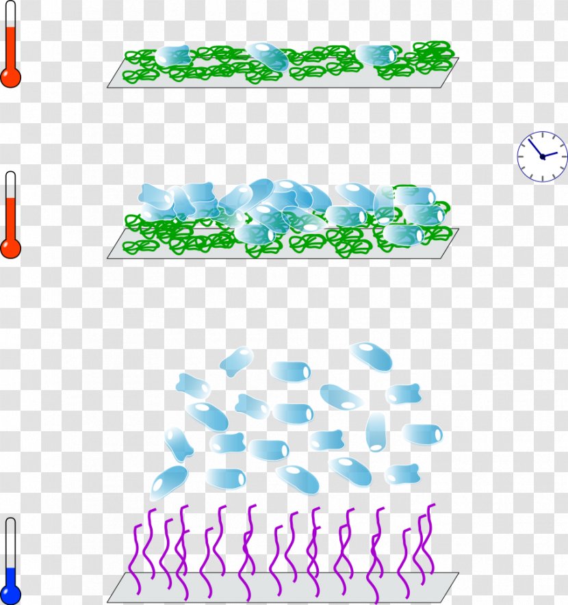 Temperature-responsive Polymer Poly(N-isopropylacrylamide) Lower Critical Solution Temperature - Cell Culture - Environment Transparent PNG