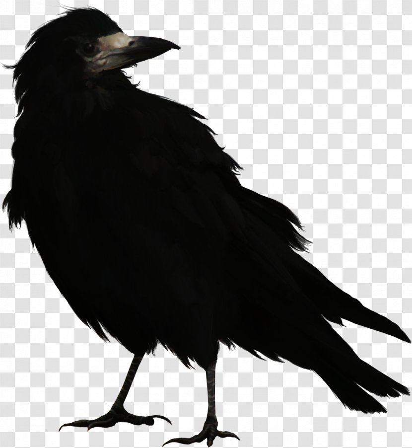 Bird Common Raven - Black And White - Crow Transparent PNG