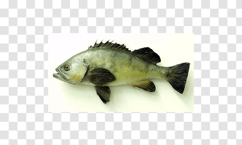 Tilapia Fish Products Barramundi Perch Oily - Fauna Transparent PNG