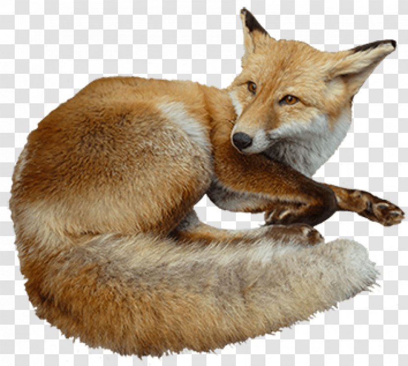 Red Fox Clip Art Kit Bird Image - Com - Arctic Clipart Transparent PNG