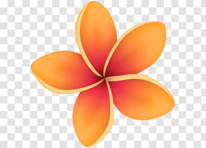Image Flower Clip Art Petal - Resolution Transparent PNG