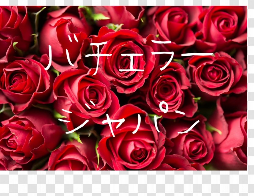 Rose Desktop Wallpaper Red Flower - Garden Roses Transparent PNG