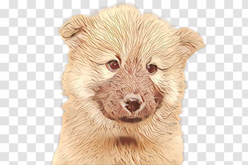 Dog Snout Puppy Beige Drawing Transparent PNG