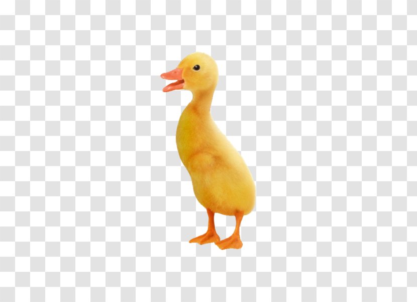 Little Yellow Duck Project Goose - Livestock - Creative Pull Small Free Transparent PNG