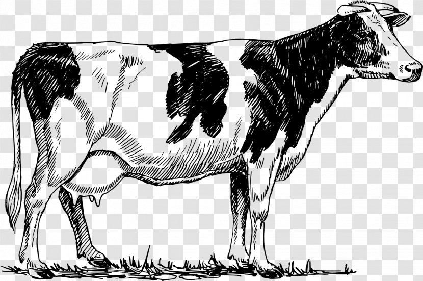 Holstein Friesian Cattle Ayrshire Beef Dairy - Fauna - Bovine Transparent PNG