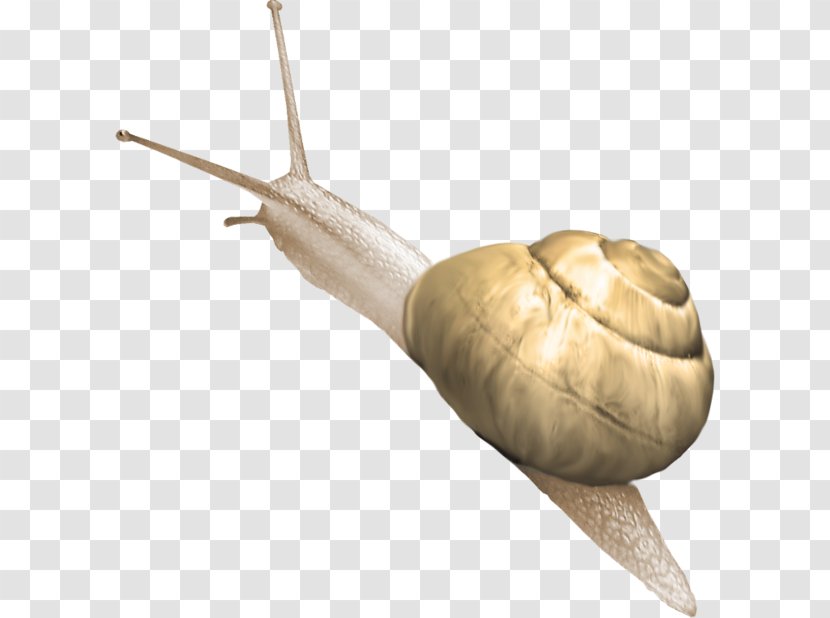 Snail Polymita Picta - Crawling Transparent PNG