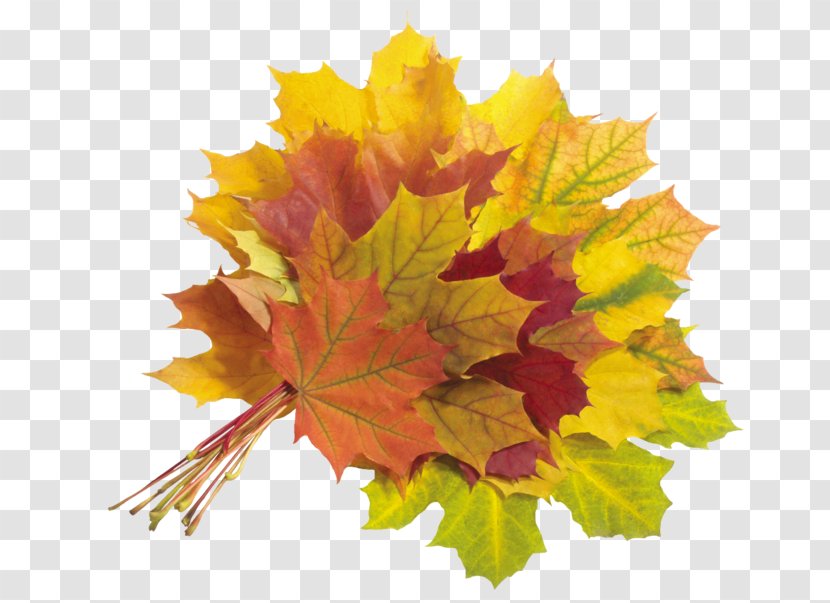 Maple Leaf Autumn Leaves - Yellow Transparent PNG