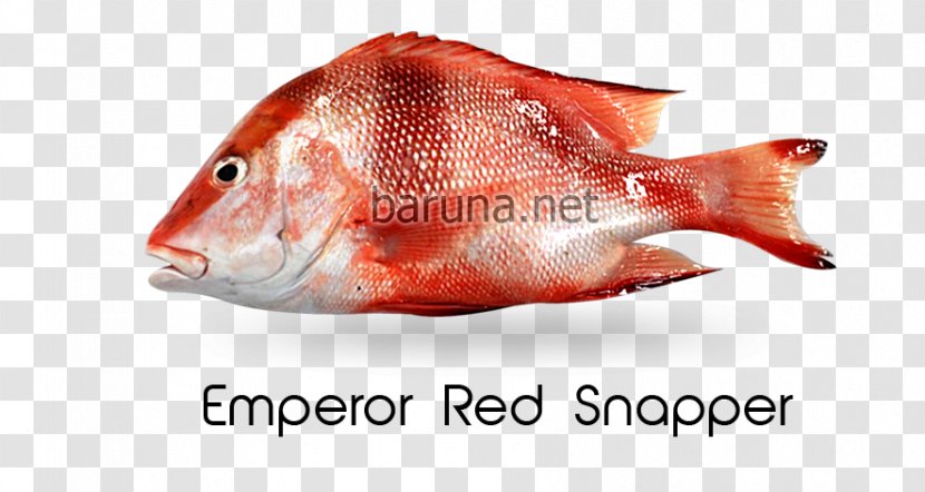 Northern Red Snapper Emperor Malabar Blood Cubera Lethrinidae - Organism Transparent PNG