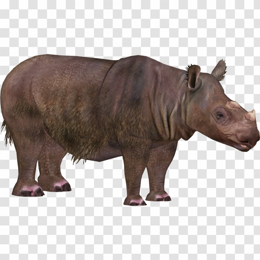 Northern Sumatran Rhinoceros Kaziranga National Park Indian - Snout - Fantastic Beasts Rhino Transparent PNG