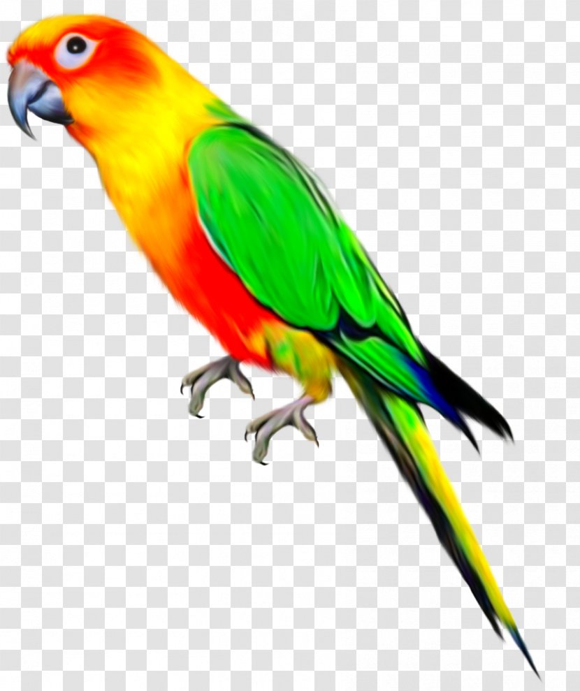 Parrots Of New Guinea Bird Budgerigar - Feather - Parrot Transparent PNG