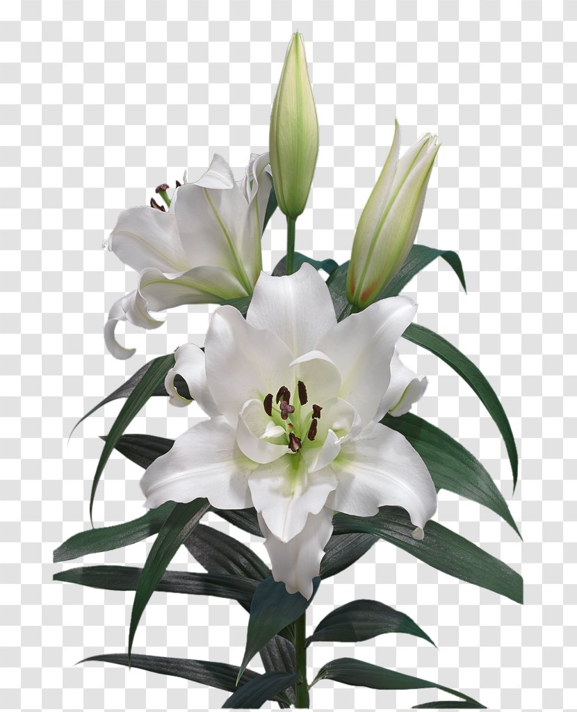 Cut Flowers Easter Lily Lilium Candidum Oriental Hybrids - Flower Transparent PNG