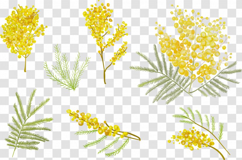 Yellow Flower Plant Flowering Pedicel - Vascular Stem Transparent PNG