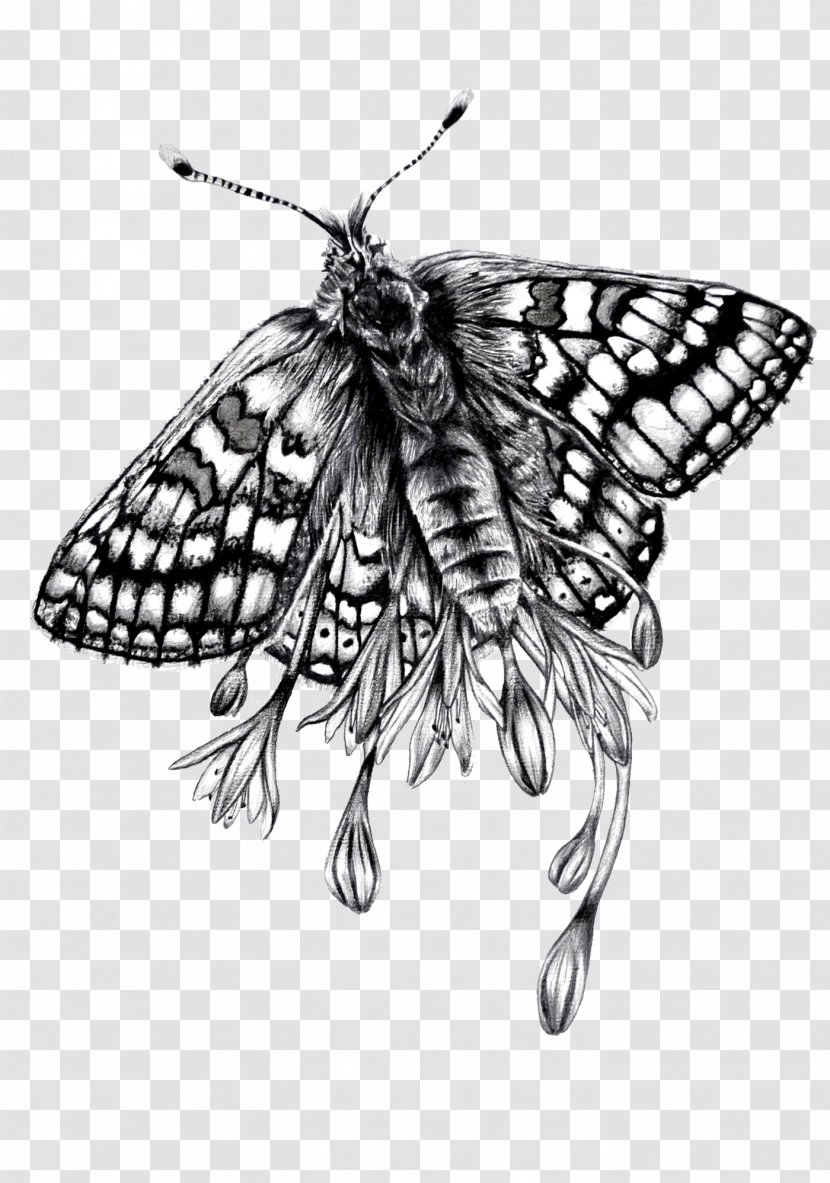 Monarch Butterfly Paper Brush-footed Butterflies Moth Drawing - Pencil - Lily Of The Nile Transparent PNG