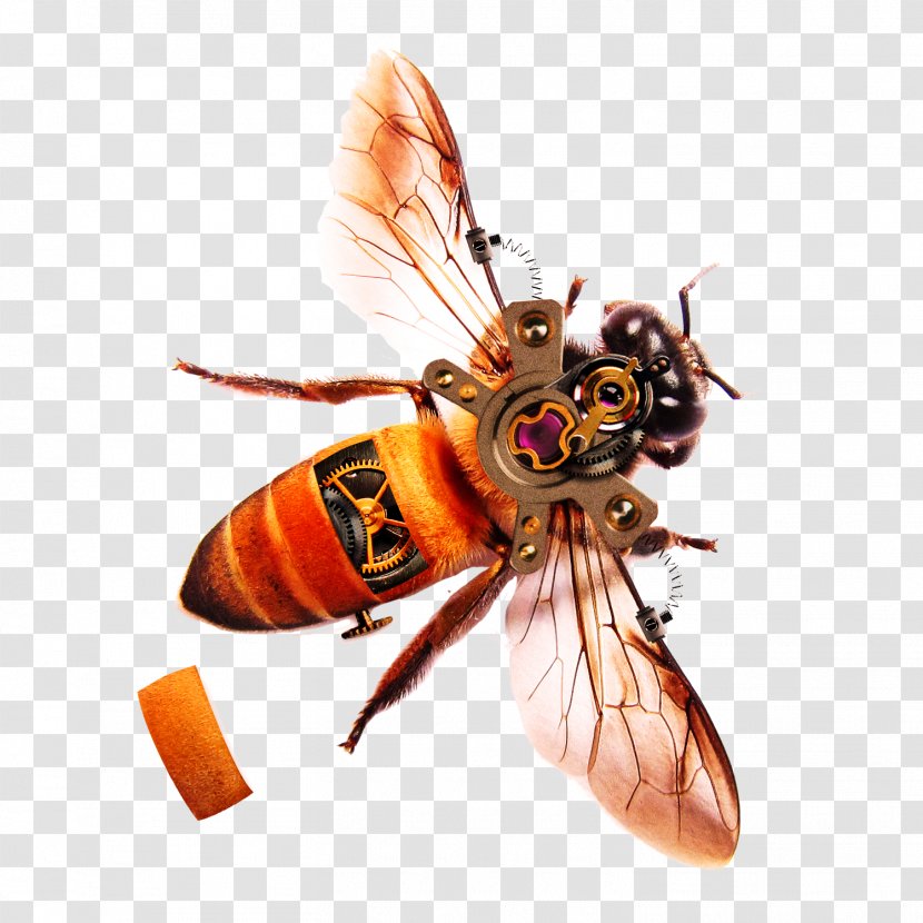 Honey Bee Tutorial Software - Insect Transparent PNG