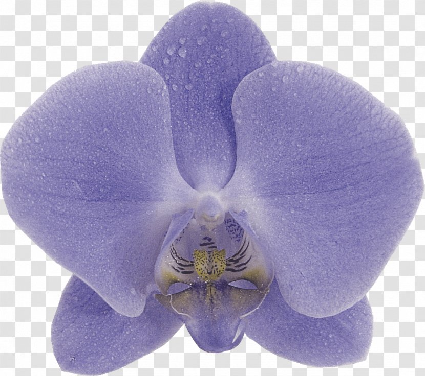Orchids Phalaenopsis Aphrodite Blue Violet Purple - Orchid Transparent PNG