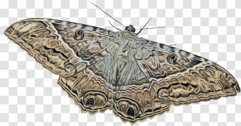 Brush-footed Butterflies Silkworm Moth Transparent PNG