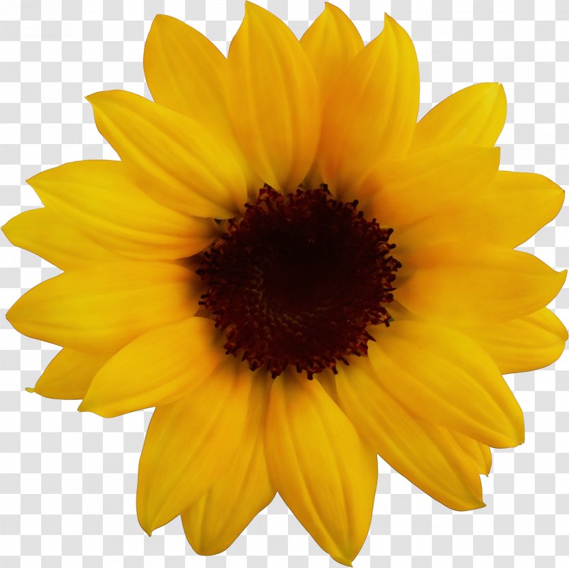 Sunflower - Wet Ink - Pollen Daisy Family Transparent PNG