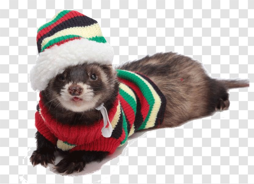 Black-footed Ferret Pet Dog Clothing - Clothes Transparent PNG