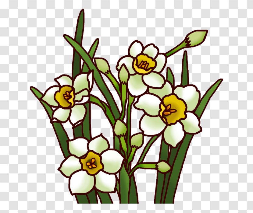 Daffodil White National Primary School Winter Color - Flowering Plant - Narcissus Transparent PNG