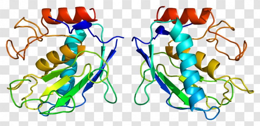 MMP7 Matrix Metalloproteinase Stromelysin 1 - Watercolor - Biological Nutrient Cycle Transparent PNG
