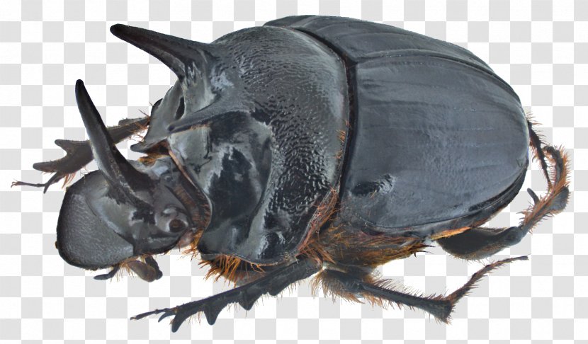 Dung Beetle Onthophagus Ferox Rhinoceros Beetles - Cetoniidae Transparent PNG
