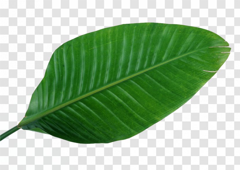 Musa Basjoo Leaf Green Banana Wallpaper - Leaves,green,leaf,Fresh Transparent PNG