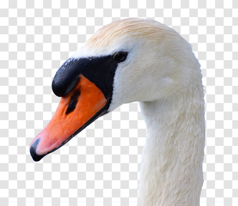Bird Black Swan Cygnini Duck Black-necked Transparent PNG