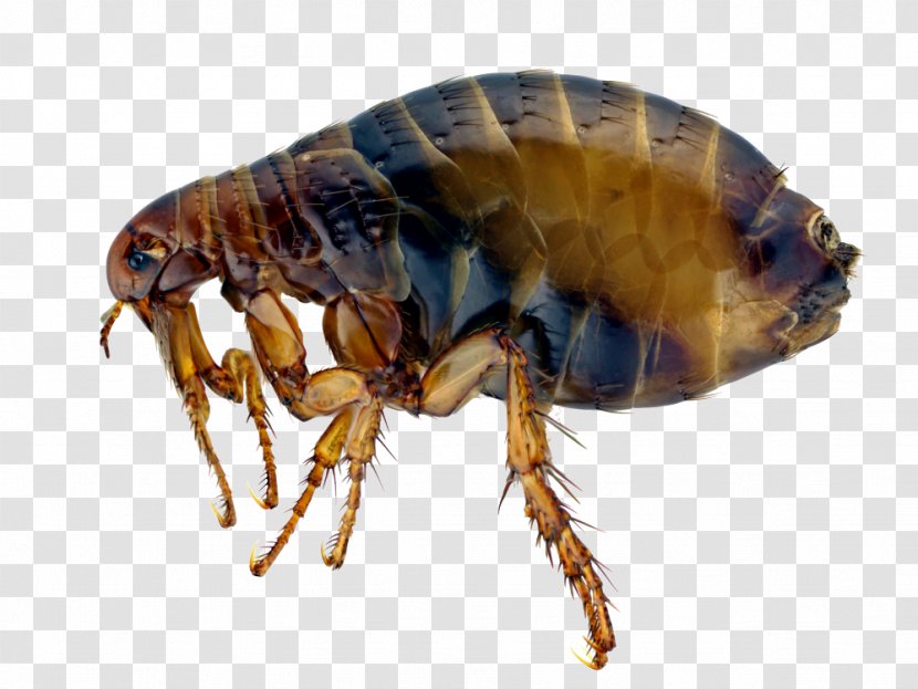 Cat Dog Flea Human - Honey Bee Transparent PNG