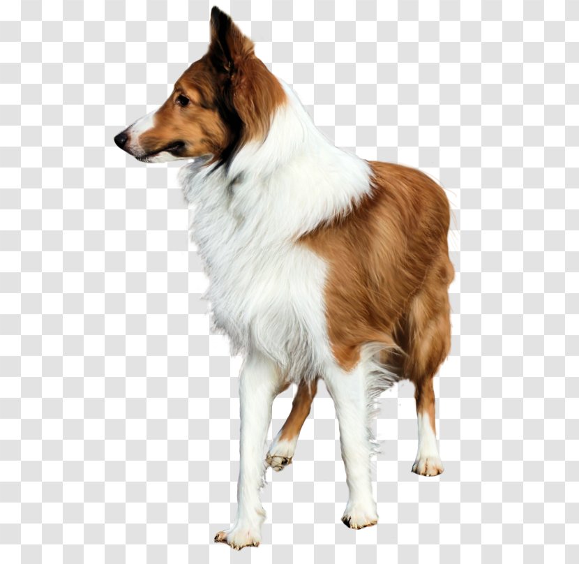 Rough Collie Shetland Sheepdog Border Labrador Retriever Dog Breed - German Shepherd - Puppy Transparent PNG