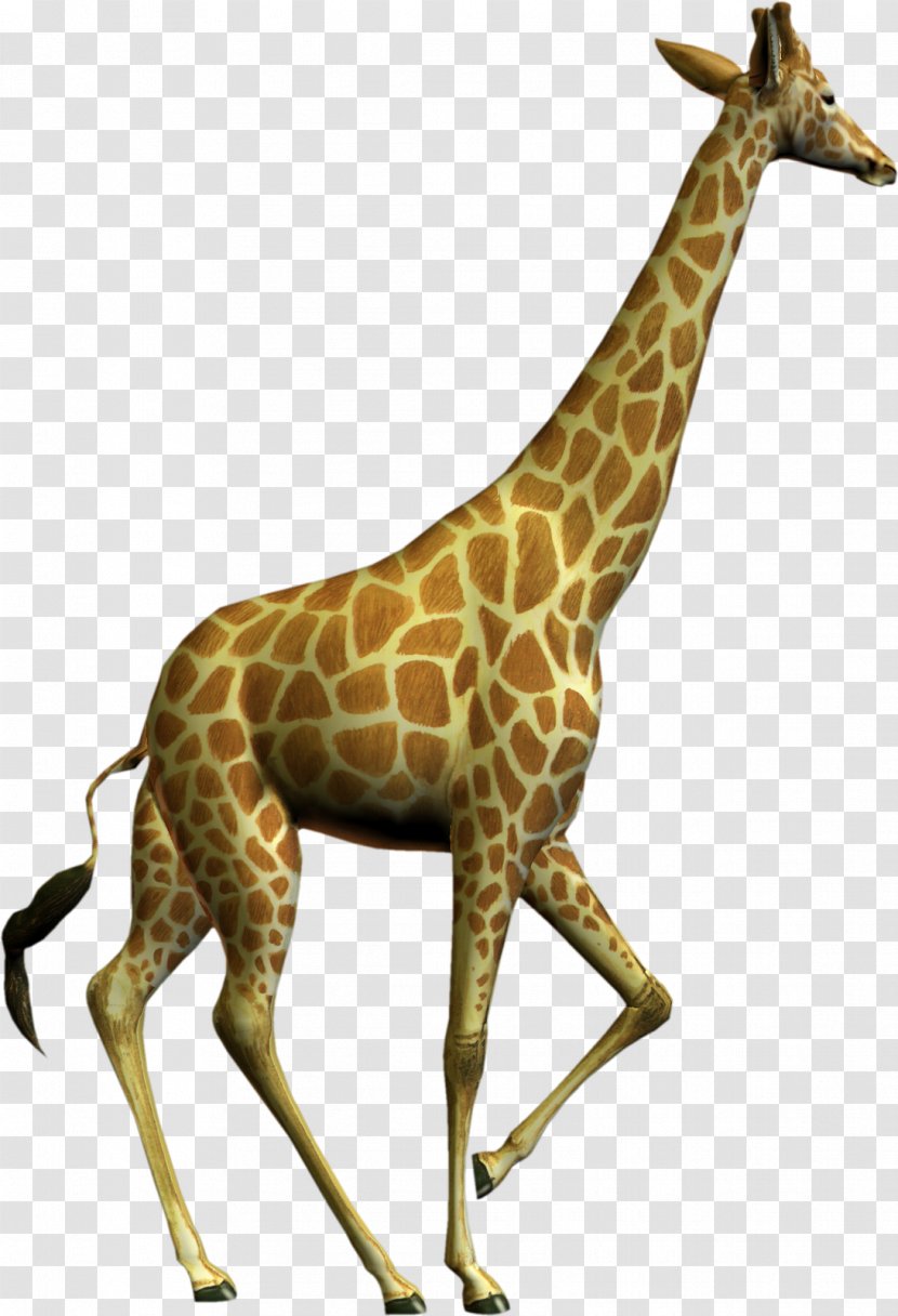 Image Resolution Clip Art - Terrestrial Animal - Giraffes Transparent PNG