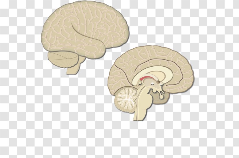 Lobes Of The Brain Cerebral Cortex Parietal Lobe Posterior Motor - Heart Transparent PNG