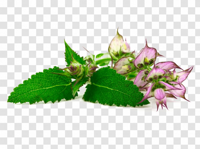 Clary Common Sage West Indian Lantana Essential Oil Herb - Herbal Medicine - Impatiens Perilla Transparent PNG